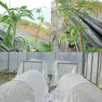 techniques précocité tomate