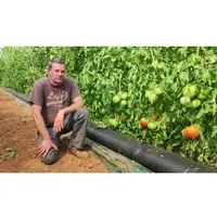 Thierry Nania, producteur de tomates bio dans les Bouches-du-Rhône