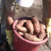 Seau de patates douces lors de la récolte en Caroline du Nord.