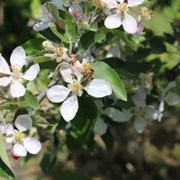 floraison sur pommier