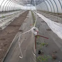 confusion sexuelle contre Tuta absoluta en culture de tomate