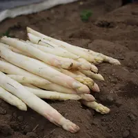 Une récolte d'environ 6200 tonnes d'asperge est attendue chez les organisations de producteurs adhérentes d'Asperges de France.