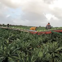 production de chou-fleur en Bretagne