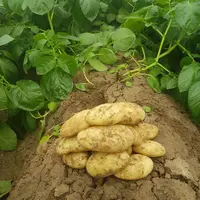 Le syndicat de défense de la pomme de terre primeur du Roussillon réfléchit aussi à pouvoir vendre la Béa du Roussillon non lavée.