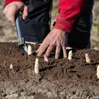 Producteur dans son champs d'asperges des Landes