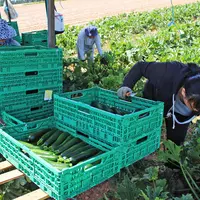 Récolte de courgette