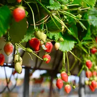 Fraises hors sol cultivées en France