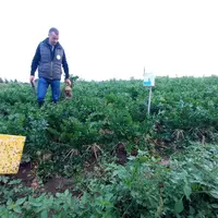 Champ de céleri pour l’industrie, en septembre 2023, visité par Vincent Faussier, responsable technique Eureden. A Arzano dans le Finistère chez Jacqu