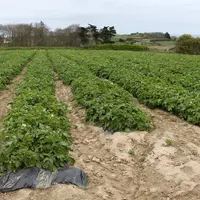 Champ de pomme de terre pour Prince de Bretagne