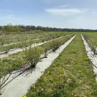 L’irrigation du cassis est considérée comme essentielle dans les régions où la pluviométrie annuelle est inférieure à 750 mm.