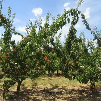 abricotier variété Orangered® - porte-greffe Rootpac® 20