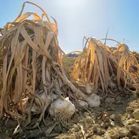culture d'ail blanc de Lomagne