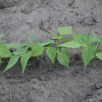 plants de haricot