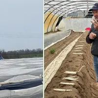 Guillaume Thomas, producteur en Maine-et-Loire et à gauche des saisonniers qui s'affairent à la récolte des asperges.