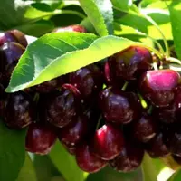Cerises du Ventoux sur arbre