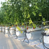 Les serres semi-fermées sont performantes mais dépendent encore beaucoup des énergies fossiles.