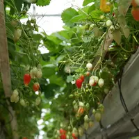 fraise hors-sol serre