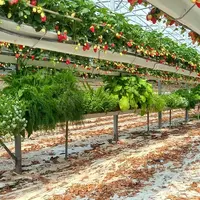 Installées sous les gouttières hors-sol, les plantes de service n’entraînent pas de perte de surface, ne demandent pas d’entretien et sont peu coûteus