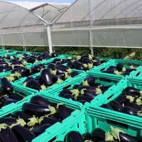 La moitié des acheteurs souhaitent pouvoir acquérir de l’aubergine française de juin à septembre.