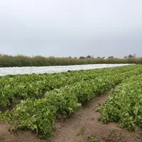 pomme de terre primeur de Noirmoutier