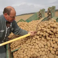 Plantation de pomme de terre variété markise, sous contrat avec un industriel de la transformation agroalimentaire Mc Cain. Agriculteur. Plant de pomm