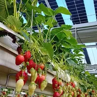 serre fraise photovoltaïque