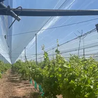 Pieds de vigne de raisin de table dans le Vaucluse.
