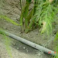 L’irrigation par goutte à goutte impose un entretien et un contrôle régulier du réseau