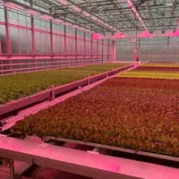 La production de jeunes pousses en hors-sol se développe aux États-Unis.