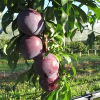 prune