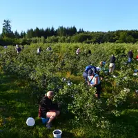 La conduite en pleine terre représente 95 % des surfaces de myrtilles en France. La densité de plantation est généralement de 3 300 plants par hectare