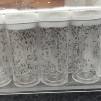 Les parasitoïdes élevés sur fraisier ont fait l’objet en 2024 de premiers lâchers afin de tester leur efficacité.