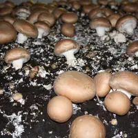 Champignons dans champignonnière