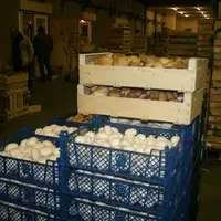 Plateaux de champignons de couche à Rungis