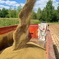 quinoa Belgique