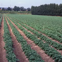 Cultures / pomme de terre