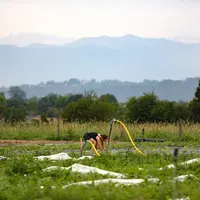 Pour relocaliser 10 % de la consommation de légumes frais autour de villes comme Pau, il faudrait créer sur le territoire 50 à 100 fermes maraîchères