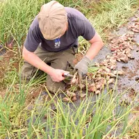 Des problèmes sanitaires dus au Botrytis ont marqué la saison 2023 en Bretagne.