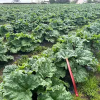 Pieds de rhubarbe rouge en plein terre en Bretagne