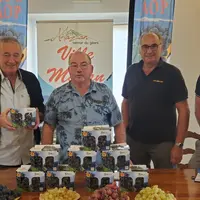 raisin - Muscat du Ventoux