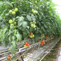 Le passage aux variétés résistantes est plus avancée en tomate grappe et ronde grâce au travail des semenciers dans ces segments.