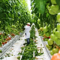 serre tomate hors-sol