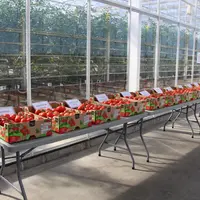 variétés de tomate