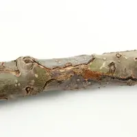 chancre du pommier