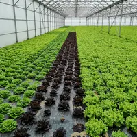 La sélection variétale en salade s’est complexifiée ces dernières années, avec notamment la lutte contre le mildiou et la fusariose.