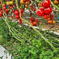 tomate sous serre - engrais verts