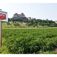 Champs de tomates pour l'industrie, en Italie, avec un panneau indiquant la propriété de Mutti.