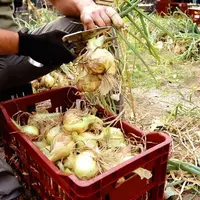 Récolte manuelle des oignons doux des Cévennes.