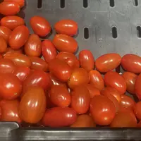 Tomates cerise allongées du Maroc vendues en France