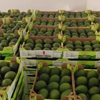 Cagettes d'avocats Hass sud-africains de la multinationale Westfalia;